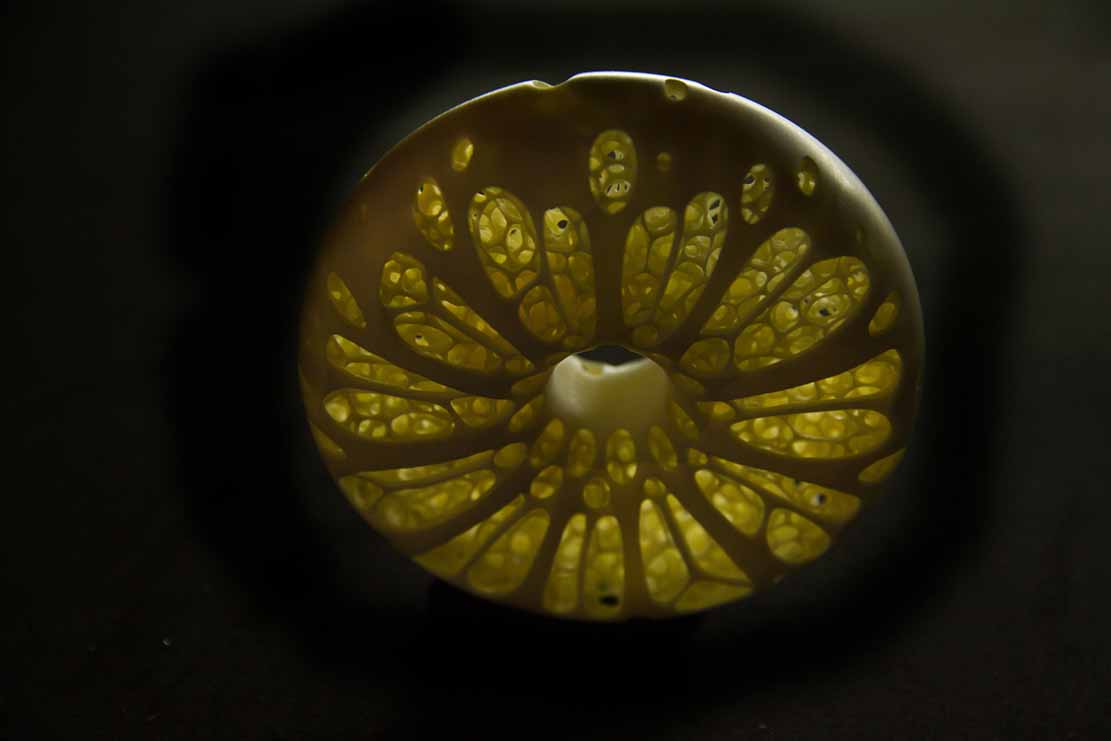 treefrog, Baumfrosch,Cornel, Schneider, Boxwood, Buchsbaum,&nbsp; jpeg, jpg, scuplture, Schnitzerei, Carving, netsuke, okimono