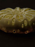 treefrog, Baumfrosch,Cornel, Schneider, Boxwood, Buchsbaum,  jpeg, jpg, scuplture, Schnitzerei, Carving, netsuke, okimono