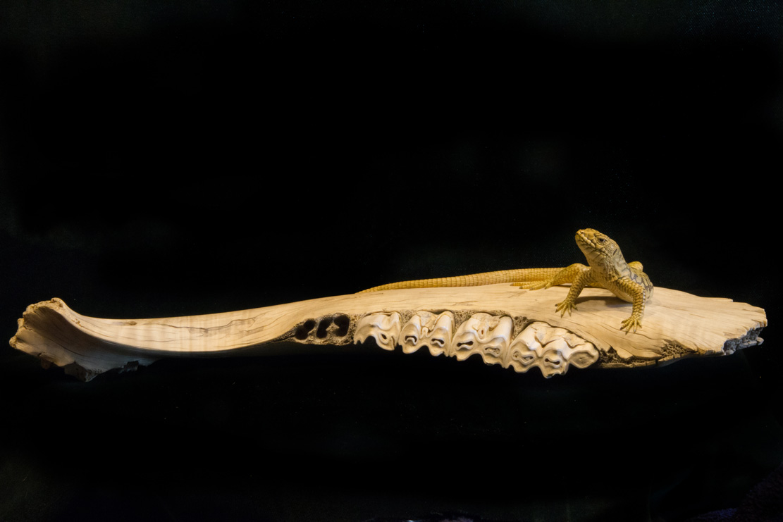 toad on lotusleaf, Kröte, Cornel, Schneider, Boxwood, Buchsbaum, Acrylglas, Ivory, jpeg, jpg, scuplture, Schnitzerei, Carving, okimono