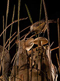 Snake, Schlange, Toad, Kröte, Cornel, Schneider, Boxwood, Buchsbaum, jpeg, jpg, scuplture, Schnitzerei, Carving, okimono