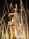 Snake, Schlange, Toad, Kröte, Cornel, Schneider, Boxwood, Buchsbaum, jpeg, jpg, scuplture, Schnitzerei, Carving, okimono