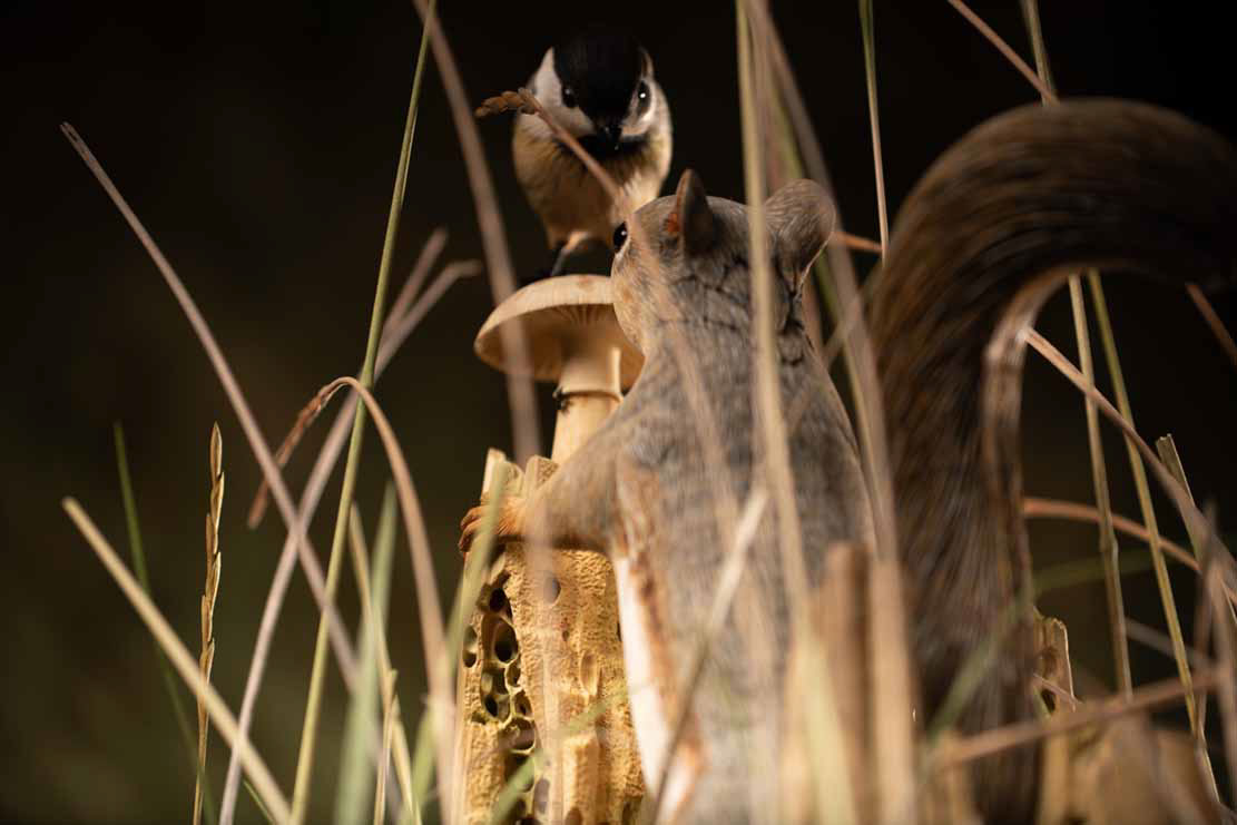 Snake, Schlange, Toad, Kröte, Cornel, Schneider, Boxwood, Buchsbaum, jpeg, jpg, scuplture, Schnitzerei, Carving, okimono