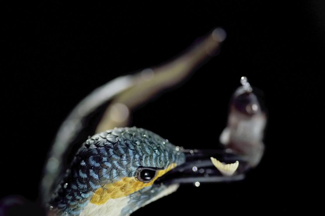 Eisvogel, Kingfisher, Watersplash, Hunting, Fish, Cornel, Schneider, Boxwood, Buchsbaum, jpeg, jpg, scuplture, Schnitzerei, Carving, okimono