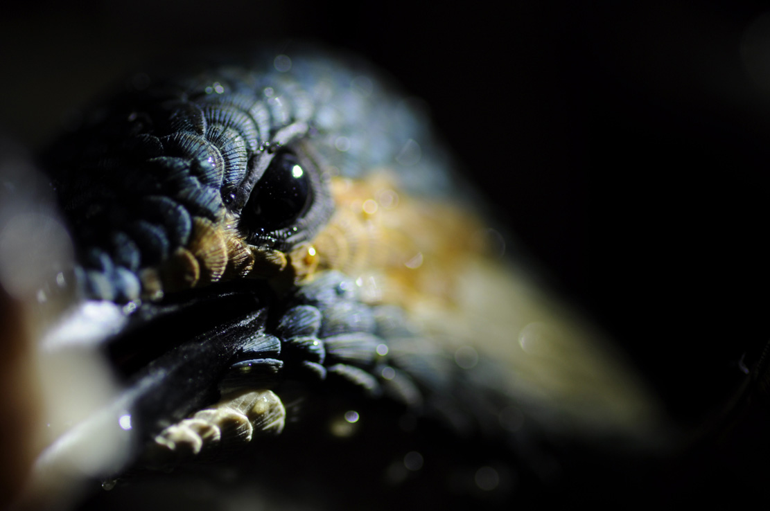 Eisvogel, Kingfisher, Watersplash, Hunting, Fish, Cornel, Schneider, Boxwood, Buchsbaum, jpeg, jpg, scuplture, Schnitzerei, Carving, okimono