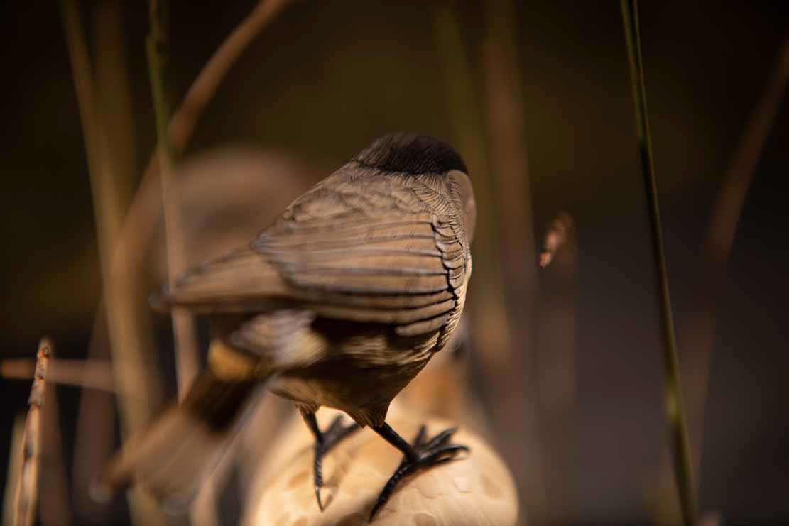 Snake, Schlange, Toad, Kröte, Cornel, Schneider, Boxwood, Buchsbaum, jpeg, jpg, scuplture, Schnitzerei, Carving, okimono
