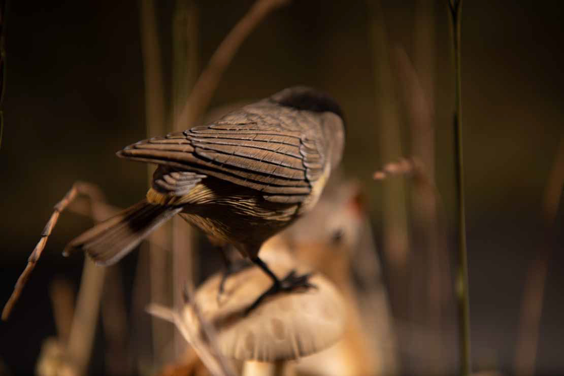 Snake, Schlange, Toad, Kröte, Cornel, Schneider, Boxwood, Buchsbaum, jpeg, jpg, scuplture, Schnitzerei, Carving, okimono