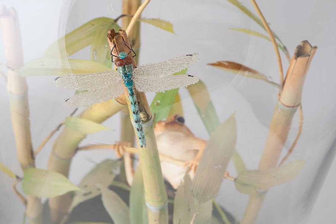 toad on lotusleaf, Kröte, Cornel, Schneider, Boxwood, Buchsbaum, Acrylglas, Ivory, jpeg, jpg, scuplture, Schnitzerei, Carving, okimono