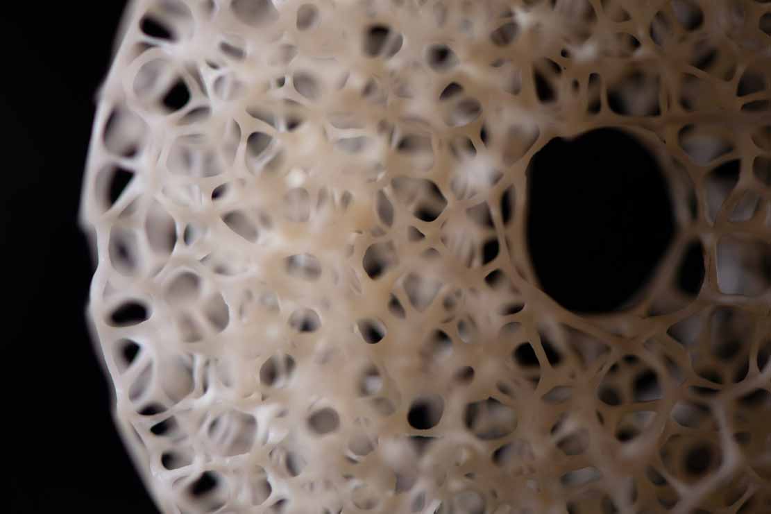 toad on lotusleaf, Kröte, Cornel, Schneider, Boxwood, Buchsbaum, Acrylglas, Ivory, jpeg, jpg, scuplture, Schnitzerei, Carving, okimono