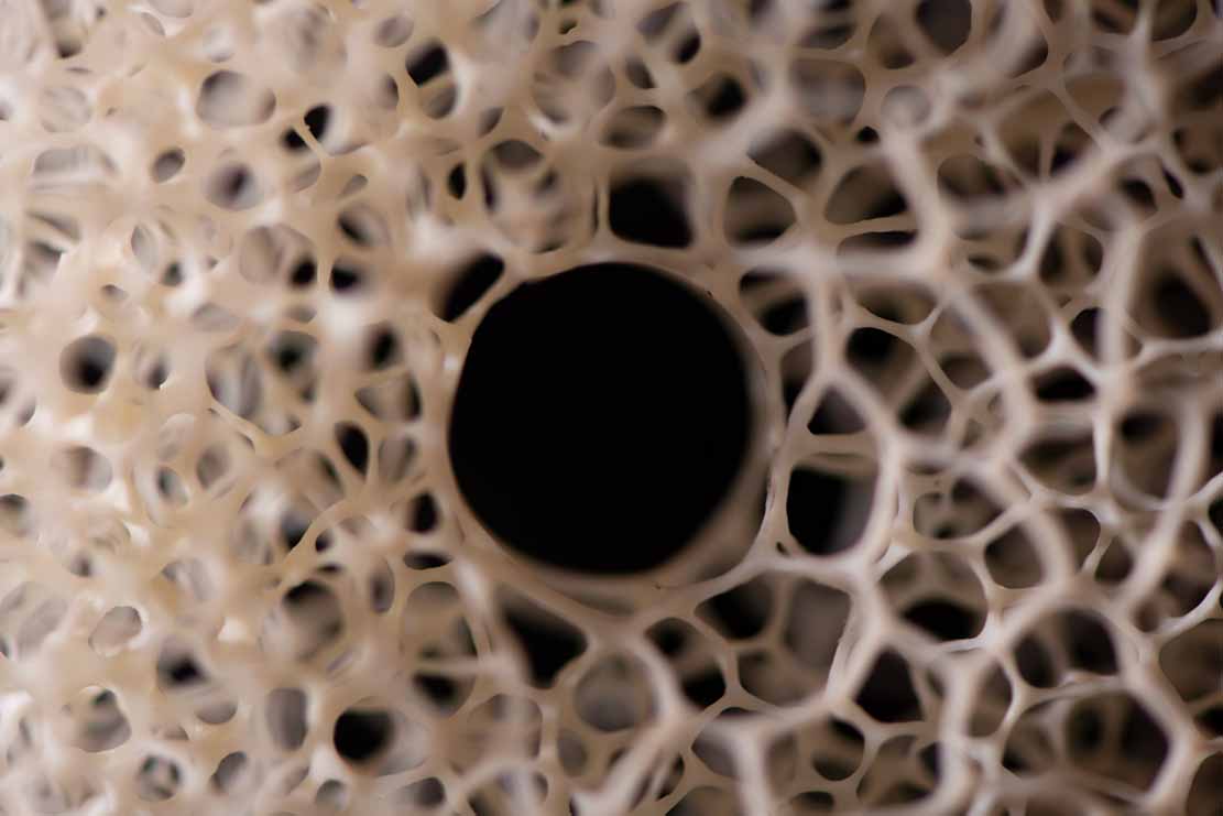 toad on lotusleaf, Kröte, Cornel, Schneider, Boxwood, Buchsbaum, Acrylglas, Ivory, jpeg, jpg, scuplture, Schnitzerei, Carving, okimono