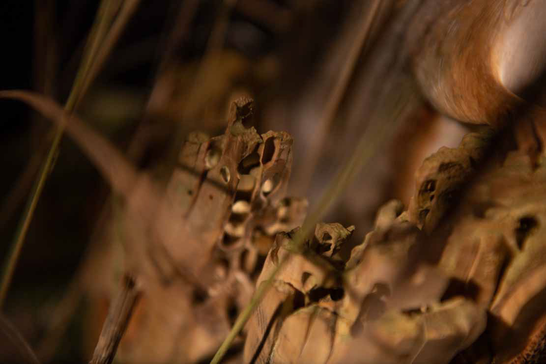 Eisvogel, Kingfisher, Watersplash, Hunting, Fish, Cornel, Schneider, Boxwood, Buchsbaum, jpeg, jpg, scuplture, Schnitzerei, Carving, okimono