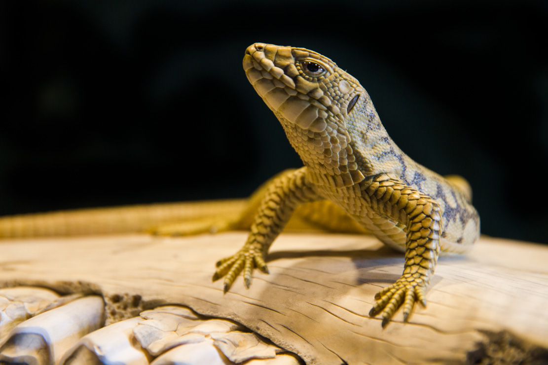 viper around branch, Cornel, Schneider, Boxwood, Buchsbaum,  jpeg, jpg, scuplture, Schnitzerei, Carving, okimono