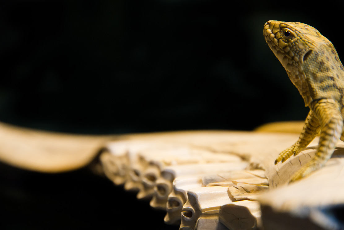 viper around branch, Cornel, Schneider, Boxwood, Buchsbaum,  jpeg, jpg, scuplture, Schnitzerei, Carving, okimono