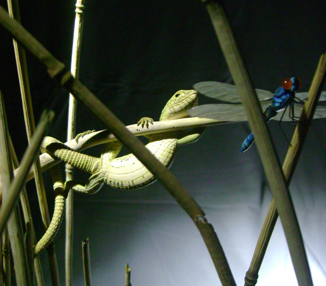 Catch me if you can,Libelle, Dragonfly, Eidechse, Lizard, Boxwood, Buchsbaum,&nbsp; jpeg, jpg, scuplture, Schnitzerei, Carving, okimono