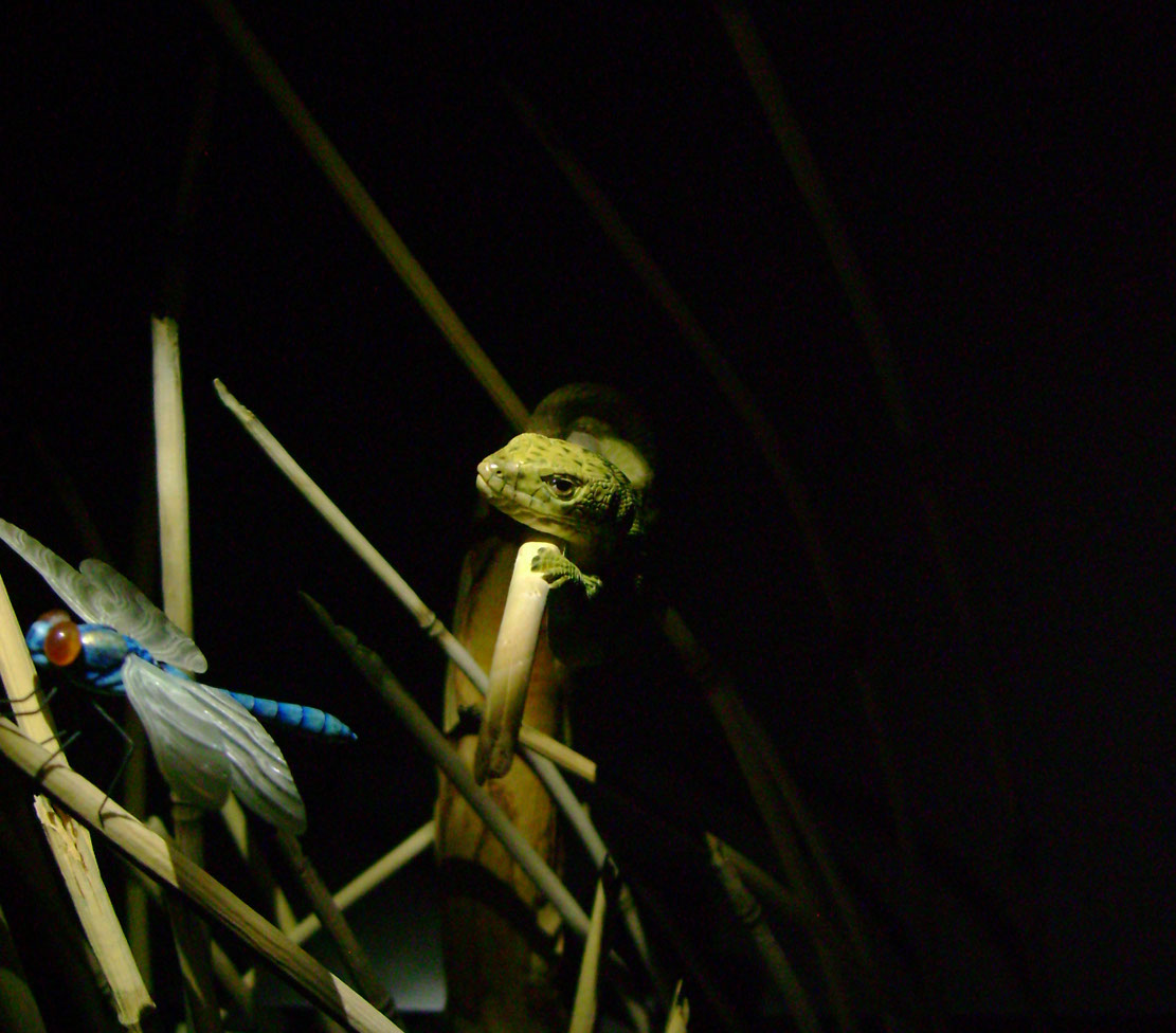 Catch me if you can,Libelle, Dragonfly, Eidechse, Lizard, Boxwood, Buchsbaum,&nbsp; jpeg, jpg, scuplture, Schnitzerei, Carving, okimono