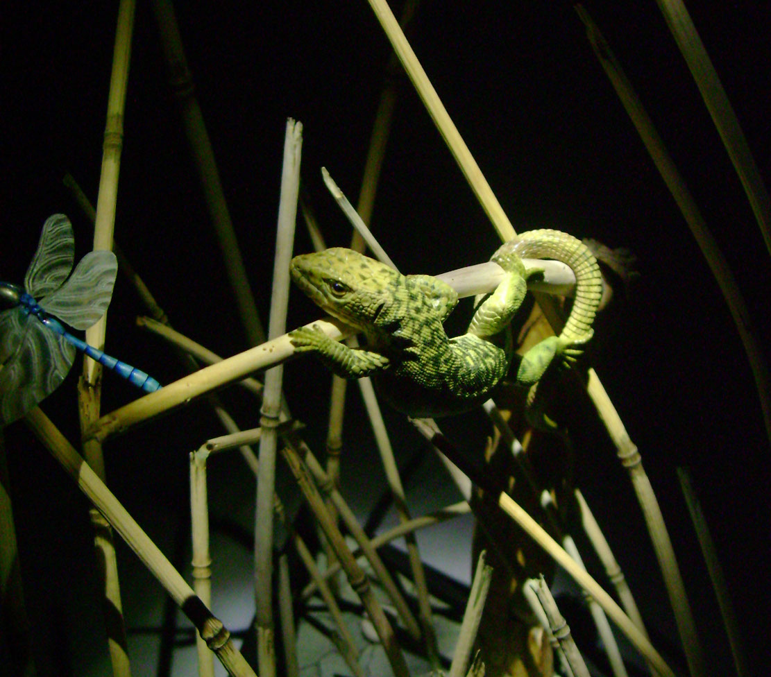 Catch me if you can,Libelle, Dragonfly, Eidechse, Lizard, Boxwood, Buchsbaum,&nbsp; jpeg, jpg, scuplture, Schnitzerei, Carving, okimono