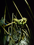 Catch me if you can,Libelle, Dragonfly, Eidechse, Lizard, Boxwood, Buchsbaum,  jpeg, jpg, scuplture, Schnitzerei, Carving, okimono