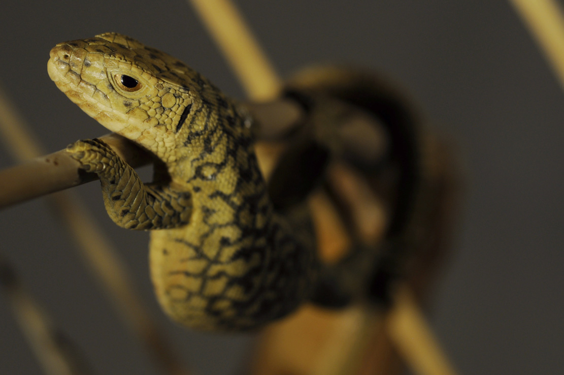 Catch me if you can,Libelle, Dragonfly, Eidechse, Lizard, Boxwood, Buchsbaum,&nbsp; jpeg, jpg, scuplture, Schnitzerei, Carving, okimono