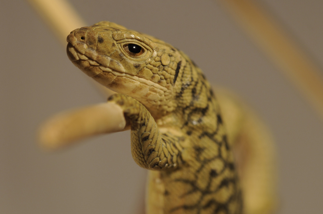 Catch me if you can,Libelle, Dragonfly, Eidechse, Lizard, Boxwood, Buchsbaum,&nbsp; jpeg, jpg, scuplture, Schnitzerei, Carving, okimono