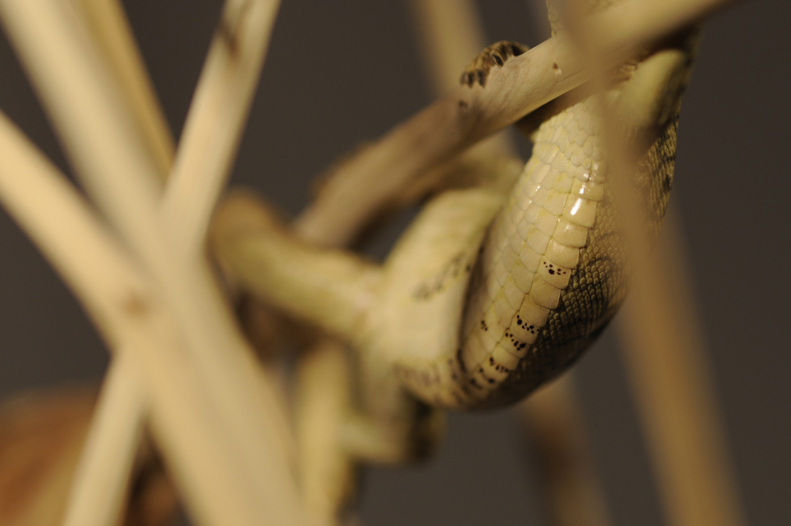 Catch me if you can,Libelle, Dragonfly, Eidechse, Lizard, Boxwood, Buchsbaum,&nbsp; jpeg, jpg, scuplture, Schnitzerei, Carving, okimono