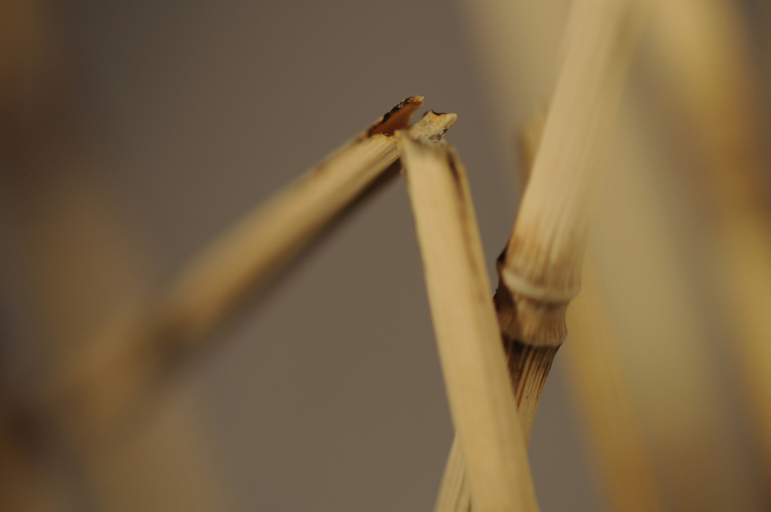 Catch me if you can,Libelle, Dragonfly, Eidechse, Lizard, Boxwood, Buchsbaum,&nbsp; jpeg, jpg, scuplture, Schnitzerei, Carving, okimono