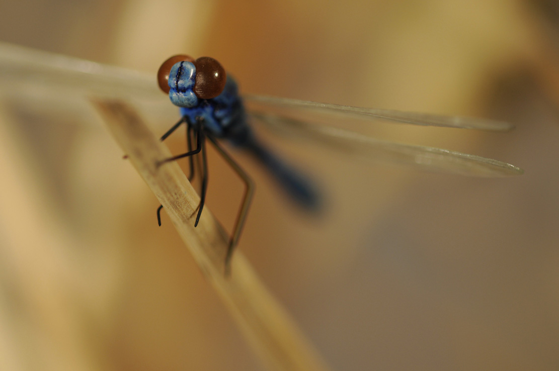 Catch me if you can,Libelle, Dragonfly, Eidechse, Lizard, Boxwood, Buchsbaum,&nbsp; jpeg, jpg, scuplture, Schnitzerei, Carving, okimono