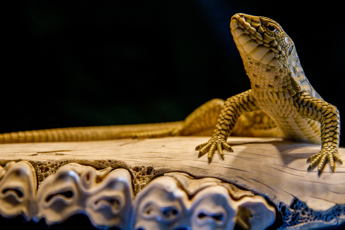 viper around branch, Cornel, Schneider, Boxwood, Buchsbaum,  jpeg, jpg, scuplture, Schnitzerei, Carving, okimono