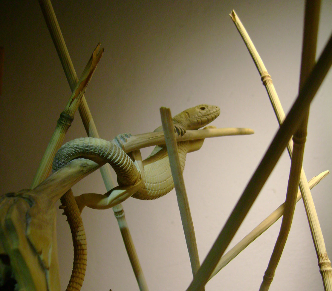 Catch me if you can, Eidechse, Lizard, Boxwood, Buchsbaum, tools, work in process,&nbsp; jpeg, jpg, scuplture, Schnitzerei, Carving, okimono