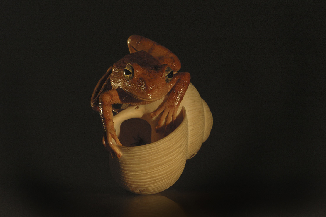frog on snailhouse, Frosch, Schneckenhaus, Acrylglas,Cornel, Schneider, Boxwood, Buchsbaum,&nbsp; jpeg, jpg, scuplture, Schnitzerei, Carving, netsuke