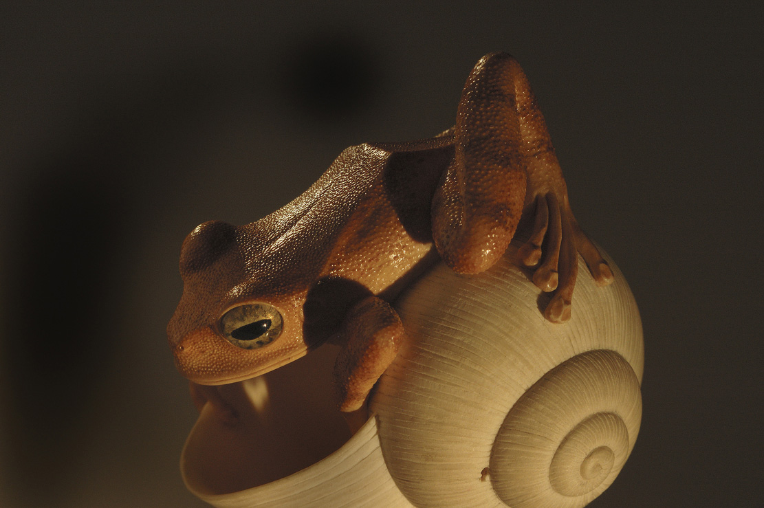 frog on snailhouse, Frosch, Schneckenhaus, Acrylglas,Cornel, Schneider, Boxwood, Buchsbaum,&nbsp; jpeg, jpg, scuplture, Schnitzerei, Carving, netsuke