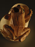 frog on snailhouse, Frosch, Schneckenhaus, Acrylglas,Cornel, Schneider, Boxwood, Buchsbaum,  jpeg, jpg, scuplture, Schnitzerei, Carving, netsuke