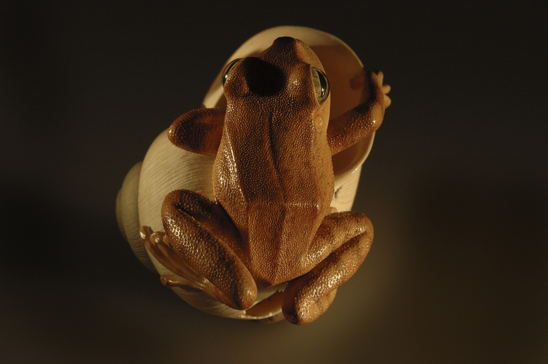 frog on snailhouse, Frosch, Schneckenhaus, Acrylglas,Cornel, Schneider, Boxwood, Buchsbaum,&nbsp; jpeg, jpg, scuplture, Schnitzerei, Carving, netsuke