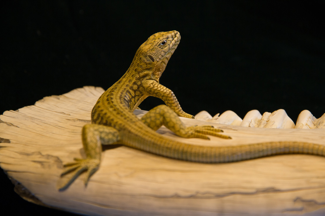 Snake, Schlange, Toad, Kröte, Cornel, Schneider, Boxwood, Buchsbaum, jpeg, jpg, scuplture, Schnitzerei, Carving, okimono