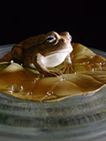 toad on lotusleaf, Kröte, Cornel, Schneider, Boxwood, Buchsbaum, Acrylglas, Ivory, jpeg, jpg, scuplture, Schnitzerei, Carving, okimono