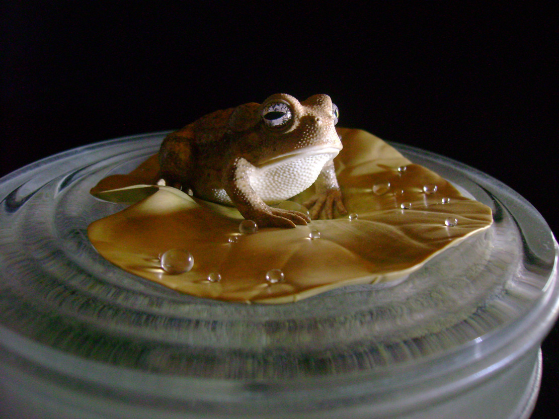 toad on lotusleaf, Kröte, Cornel, Schneider, Boxwood, Buchsbaum, Acrylglas, Ivory, jpeg, jpg, scuplture, Schnitzerei, Carving, okimono