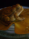 toad on lotusleaf, Kröte, Cornel, Schneider, Boxwood, Buchsbaum, Acrylglas, Ivory, jpeg, jpg, scuplture, Schnitzerei, Carving, okimono