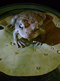 toad on lotusleaf, Kröte, Cornel, Schneider, Boxwood, Buchsbaum, Acrylglas, Ivory, jpeg, jpg, scuplture, Schnitzerei, Carving, okimono