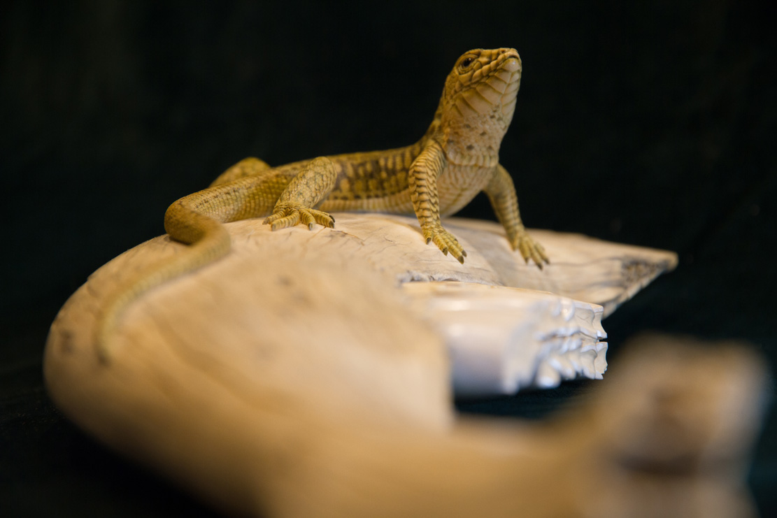 Snake, Schlange, Toad, Kröte, Cornel, Schneider, Boxwood, Buchsbaum, jpeg, jpg, scuplture, Schnitzerei, Carving, okimono