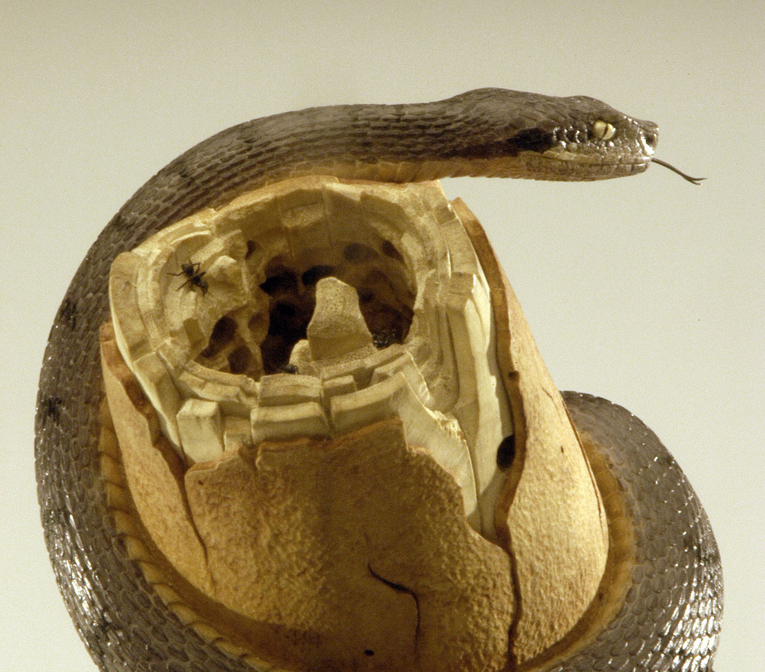 viper around branch, Cornel, Schneider, Boxwood, Buchsbaum,&nbsp; jpeg, jpg, scuplture, Schnitzerei, Carving, okimono