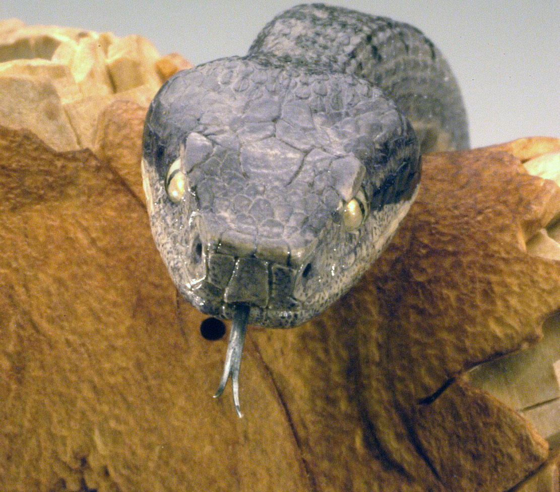 viper around branch, Cornel, Schneider, Boxwood, Buchsbaum,&nbsp; jpeg, jpg, scuplture, Schnitzerei, Carving, okimono