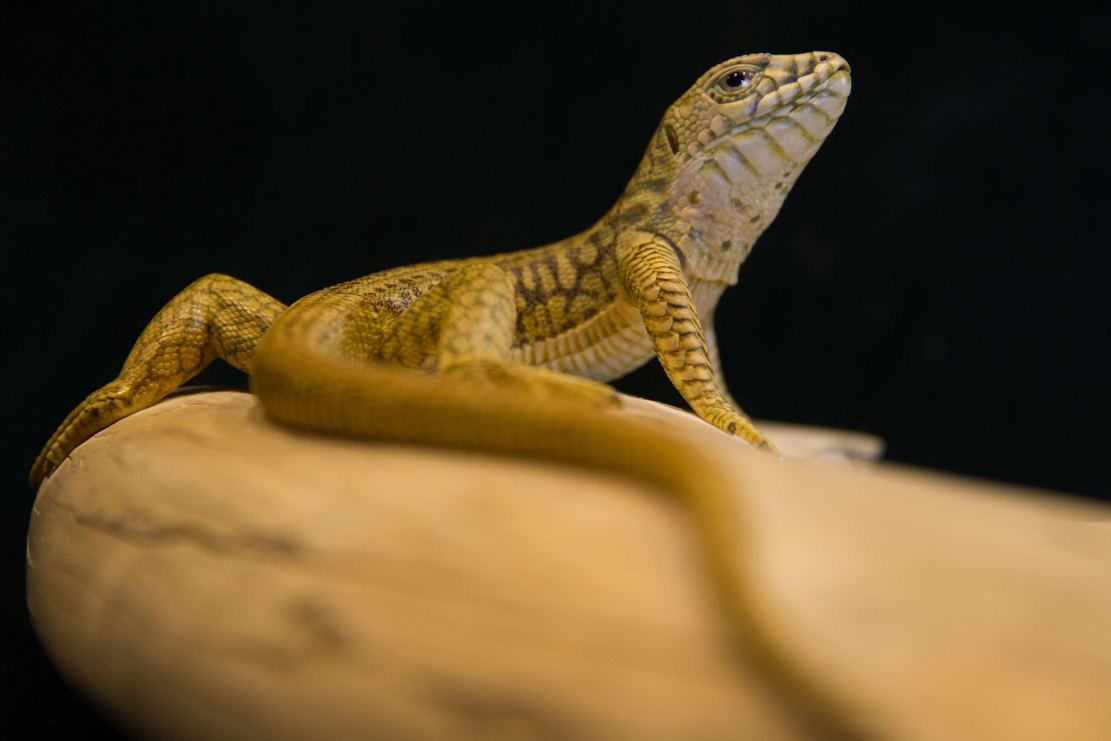 Snake, Schlange, Toad, Kröte, Cornel, Schneider, Boxwood, Buchsbaum, jpeg, jpg, scuplture, Schnitzerei, Carving, okimono