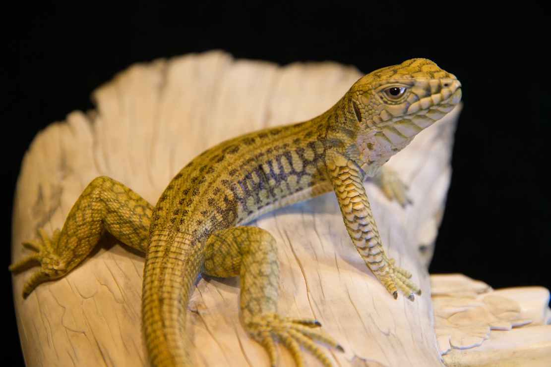 Snake, Schlange, Toad, Kröte, Cornel, Schneider, Boxwood, Buchsbaum, jpeg, jpg, scuplture, Schnitzerei, Carving, okimono