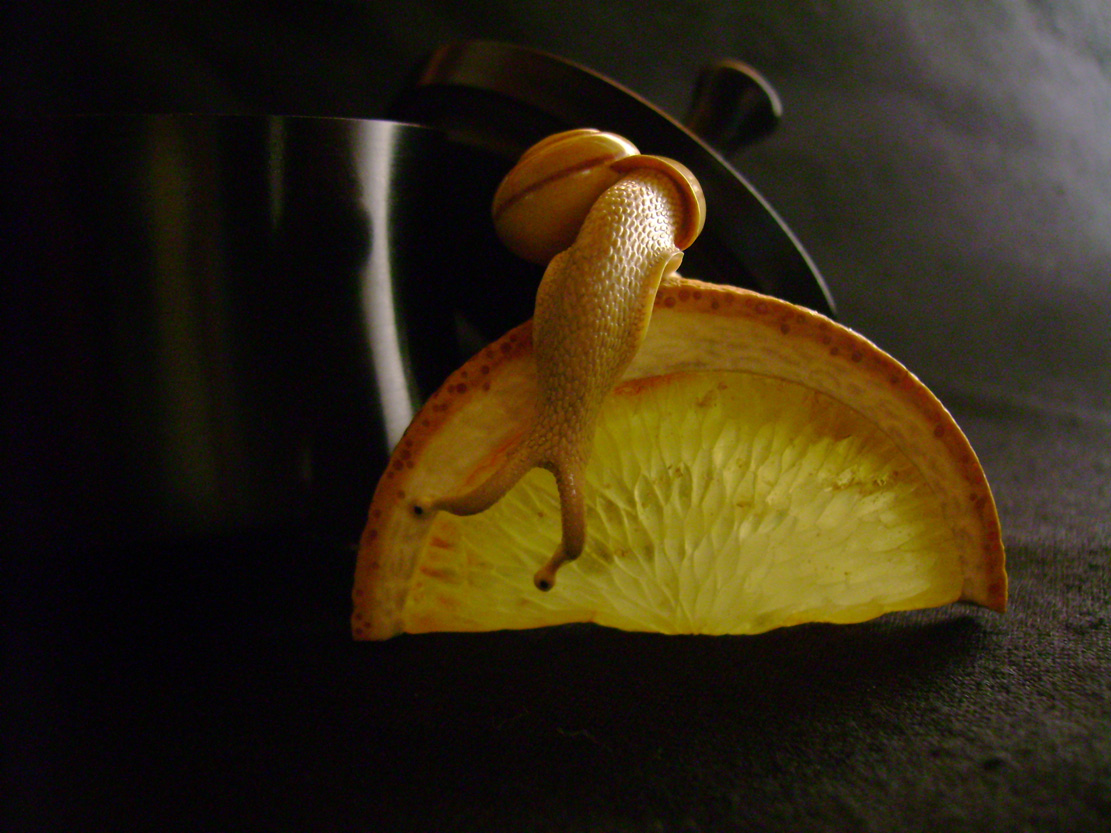 orangesnail, Cornel, Schneider, Boxwood, Buchsbaum,&nbsp; amber, bernstein, ebony, jpeg, jpg, scuplture, Schnitzerei, Carving, netsuke