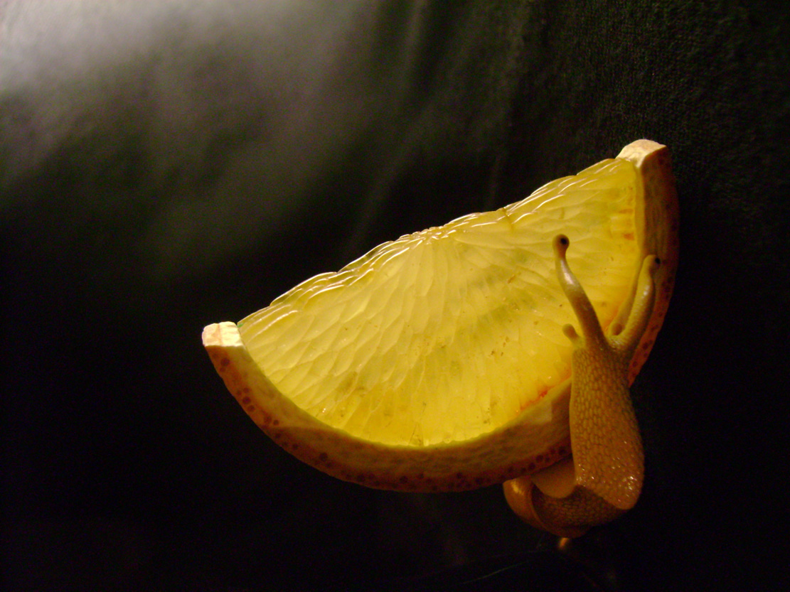 orangesnail, Cornel, Schneider, Boxwood, Buchsbaum,&nbsp; amber, bernstein, ebony, jpeg, jpg, scuplture, Schnitzerei, Carving, netsuke