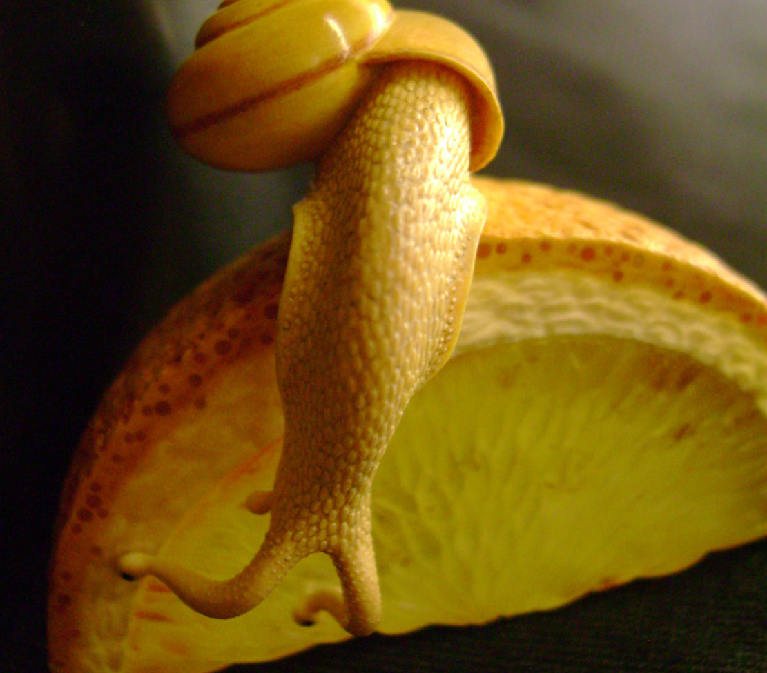 orangesnail, Cornel, Schneider, Boxwood, Buchsbaum,&nbsp; amber, bernstein, ebony, jpeg, jpg, scuplture, Schnitzerei, Carving, netsuke