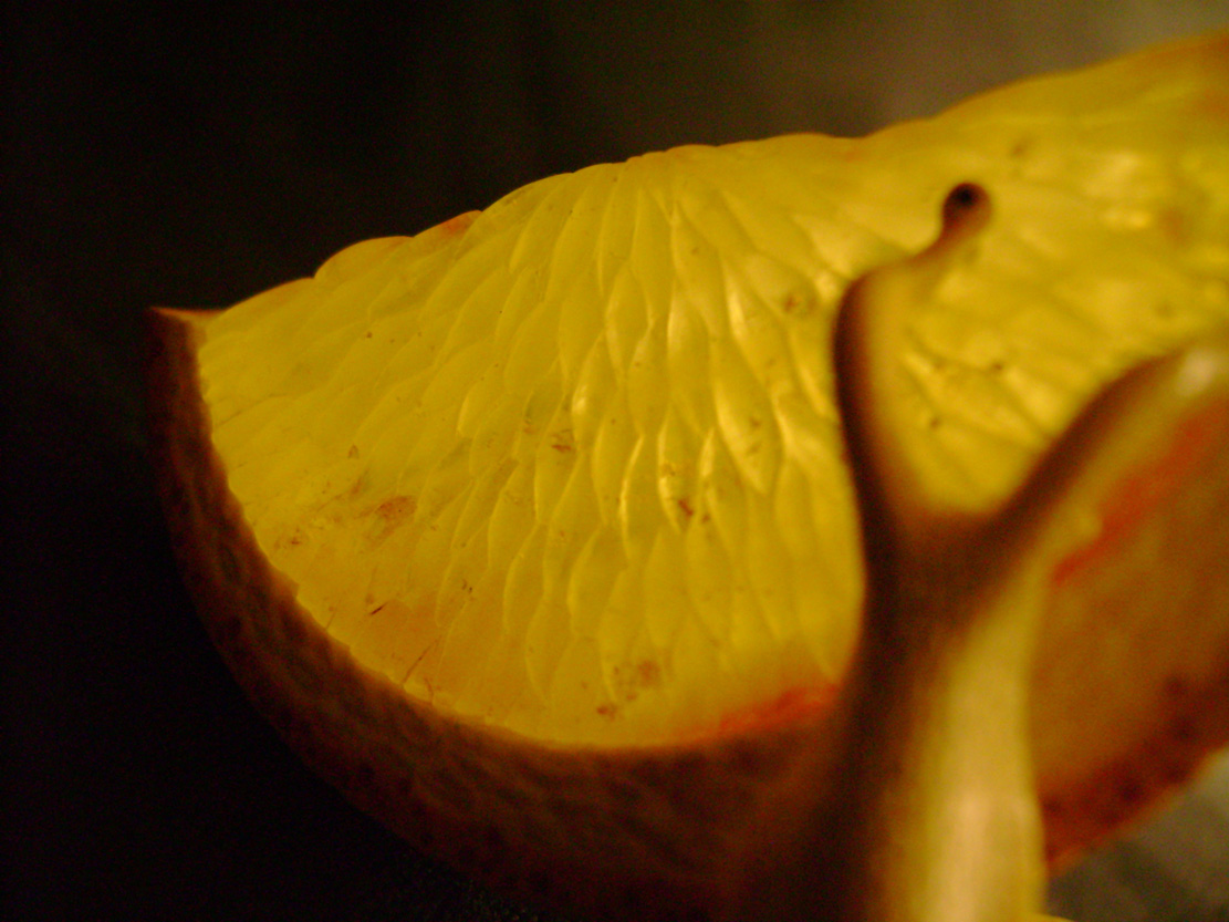 orangesnail, Cornel, Schneider, Boxwood, Buchsbaum,&nbsp; amber, bernstein, ebony, jpeg, jpg, scuplture, Schnitzerei, Carving, netsuke