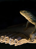 Snake, Schlange, Toad, Kröte, Cornel, Schneider, Boxwood, Buchsbaum, jpeg, jpg, scuplture, Schnitzerei, Carving, okimono