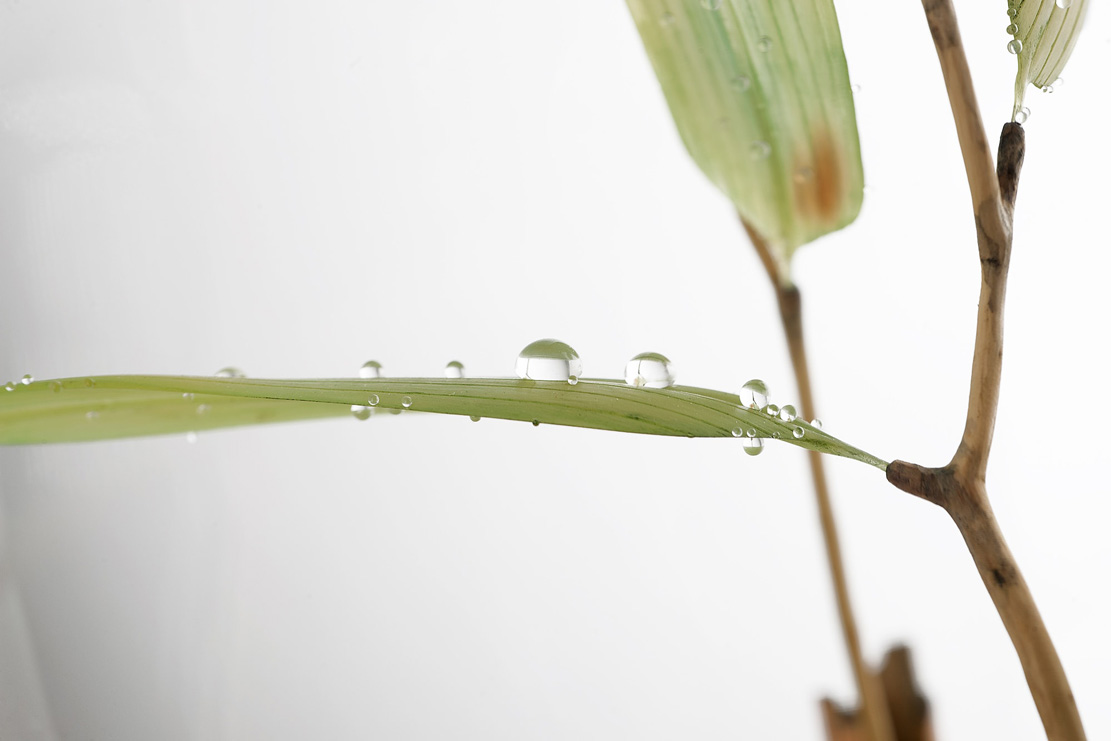 Eisvogel, Kingfisher, Watersplash, Hunting, Fish, Cornel, Schneider, Boxwood, Buchsbaum, jpeg, jpg, scuplture, Schnitzerei, Carving, okimono