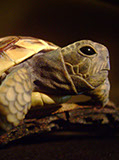 turtle on bark, schildkröte, Cornel, Schneider, Boxwood, Buchsbaum, ebony, buffalo horn, jpeg, jpg, scuplture, Schnitzerei, Carving, netsuke