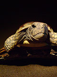 turtle on bark, schildkröte, Cornel, Schneider, Boxwood, Buchsbaum, ebony, buffalo horn, jpeg, jpg, scuplture, Schnitzerei, Carving, netsuke