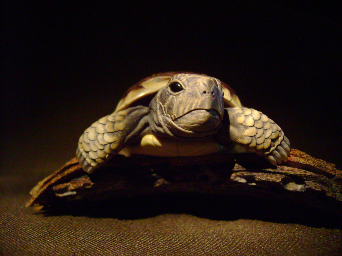 turtle on bark, schildkröte, Cornel, Schneider, Boxwood, Buchsbaum, ebony, buffalo horn, jpeg, jpg, scuplture, Schnitzerei, Carving, netsuke